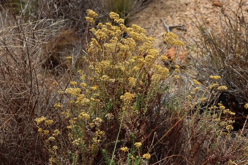 Image of Helichrysum cymosum by (c) Tony Rebelo, some rights reserved (CC BY-SA)