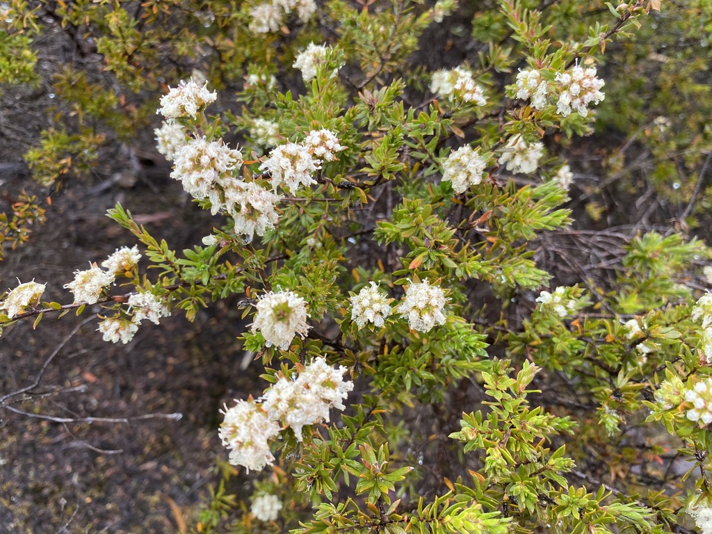 Kunzea rupestris