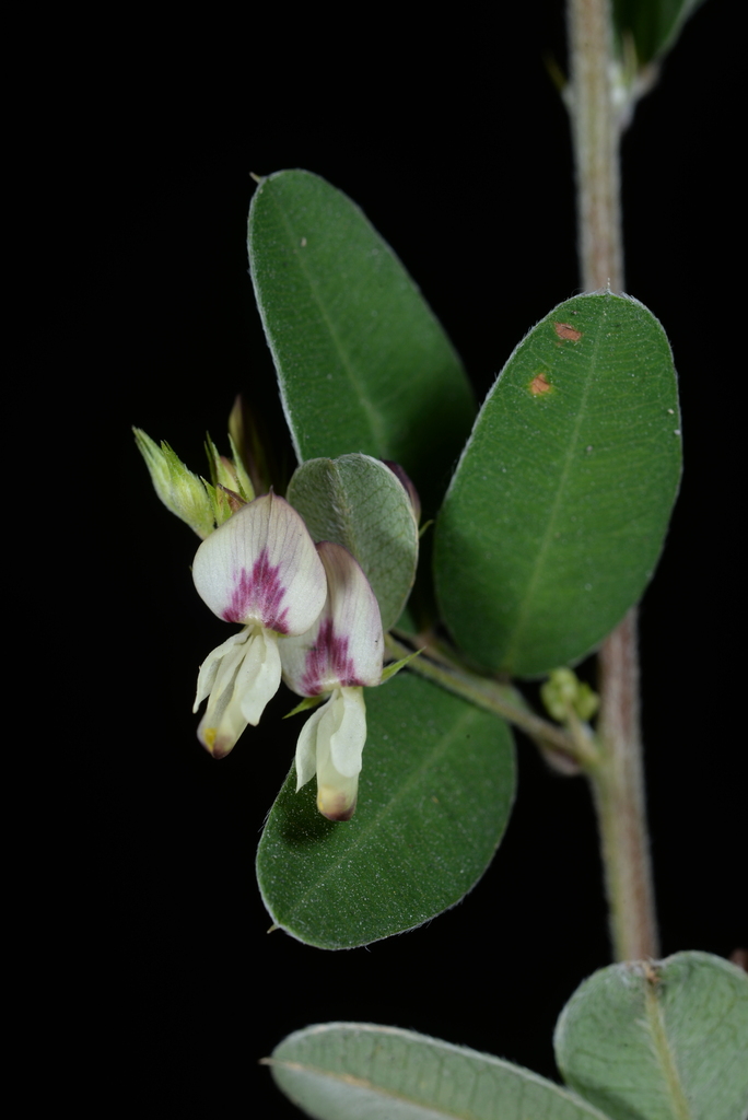 Lespedeza chinensis