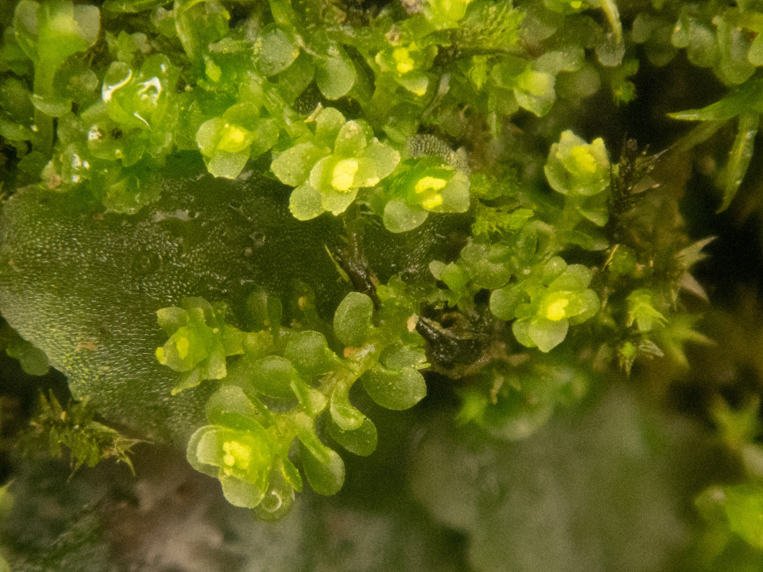 Scapania scandica