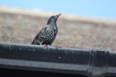 Sturnus vulgaris