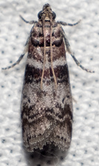 Sciota uvinella