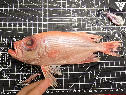 Purperstip-grootoog (Priacanthus tayenus) — Priacanthidae — 5