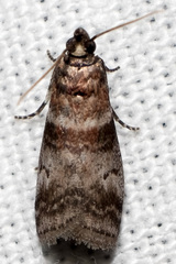 Sciota uvinella
