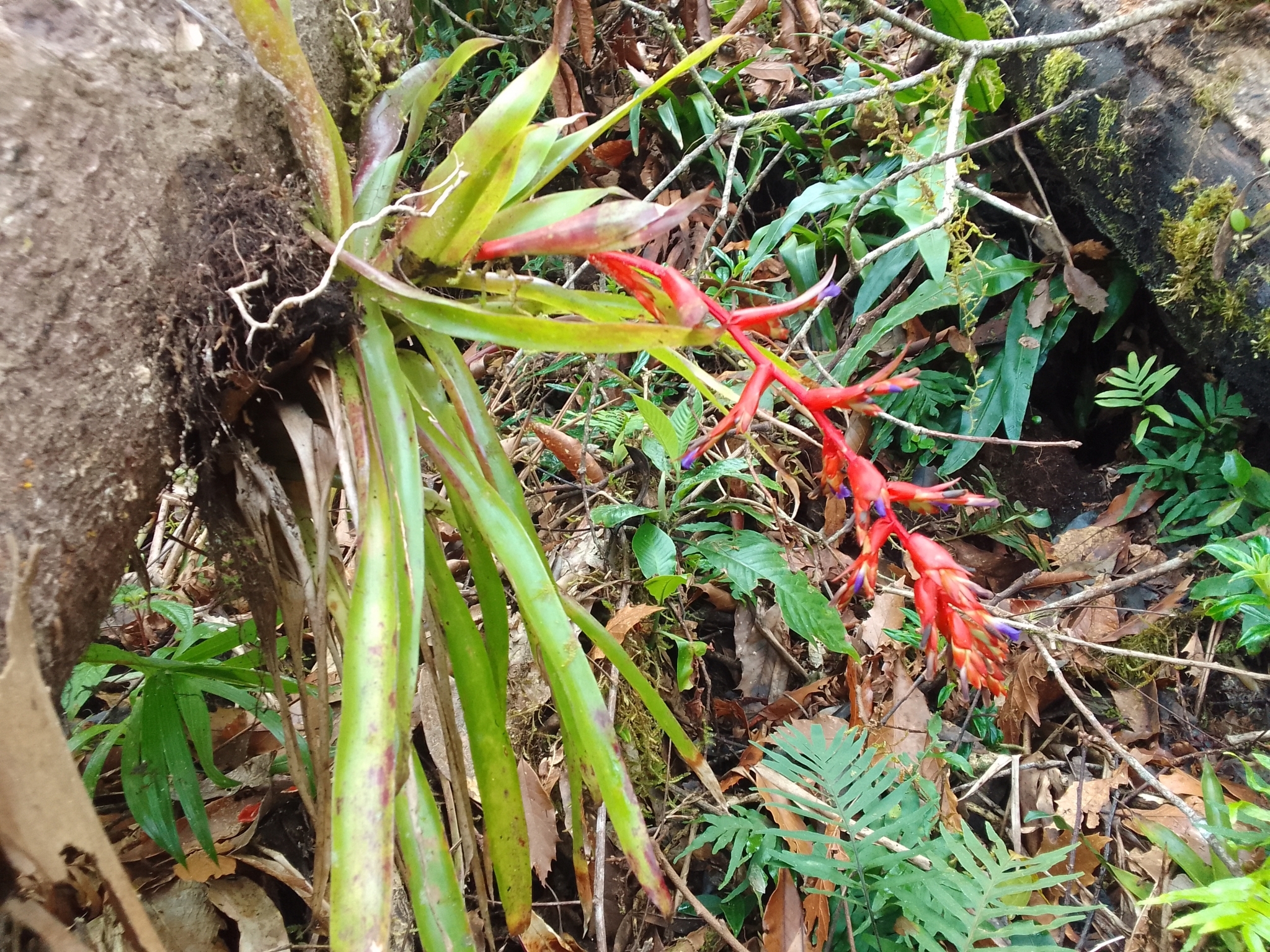 Imagem de Tillandsia