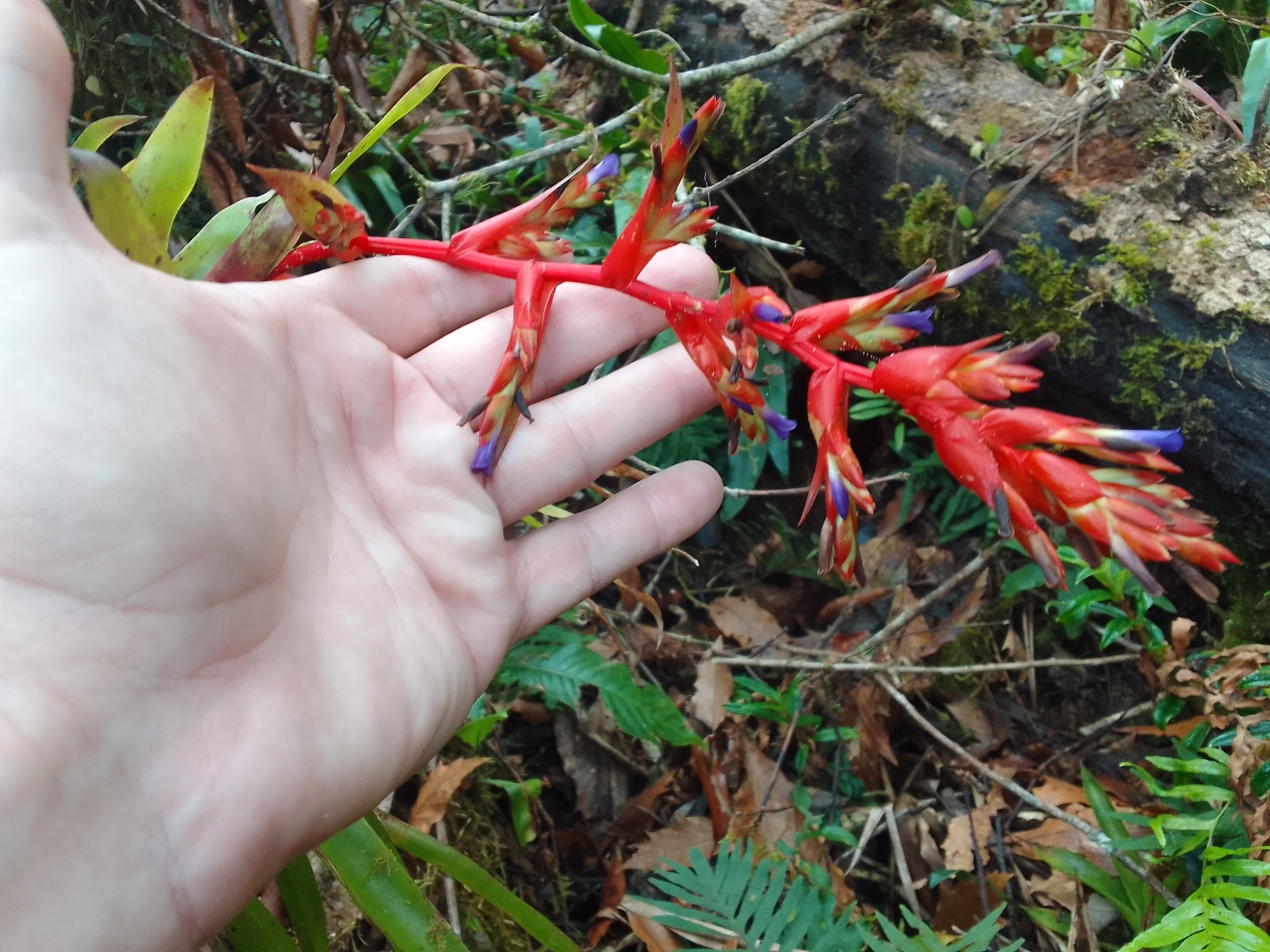 Imagem de Tillandsia