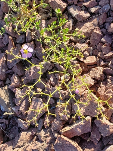 sticky fagonbush (Fagonia pachyacantha)