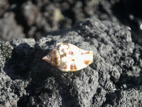 Maculastrombus maculatus observed 2025-02-02