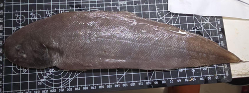 Fourline tongue sole (Cynoglossus bilineatus) — Cynoglossidae — 2
