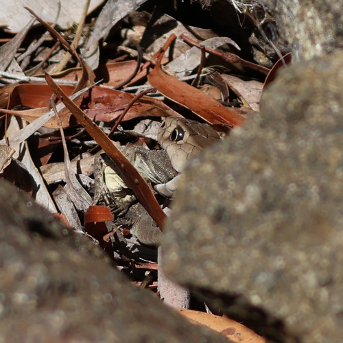 Eastern Brown Snake sighting