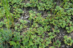 Potentilla acaulis