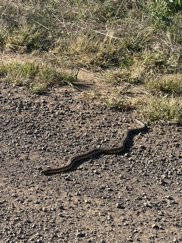 Tiger Snake sighting