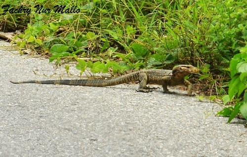 Varanus togianus
