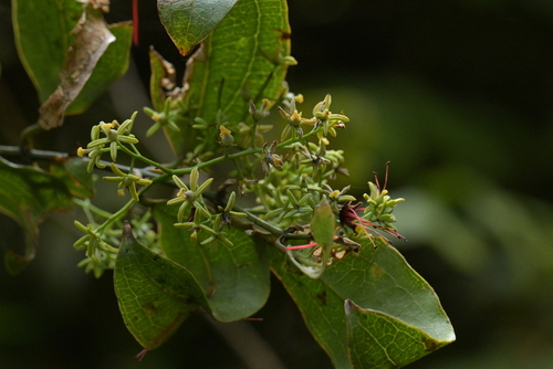 Rhipogonum scandens (Ripogonum scandens)