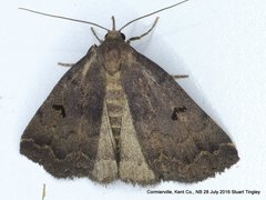 Phalaenostola hanhami