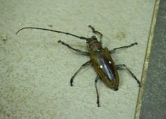 Batocera