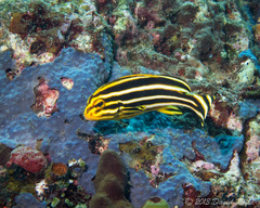 Plectorhinchus lessonii
