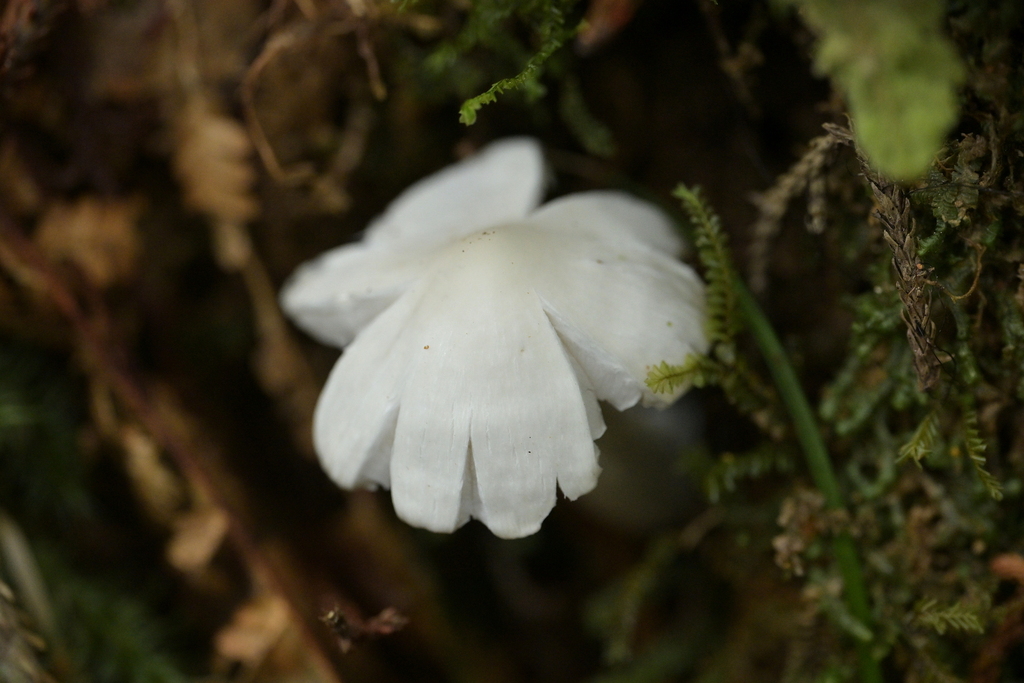 Humidicutis mavis · January 2025 · photo: © christopherstephens (iNaturalist, cc-by)