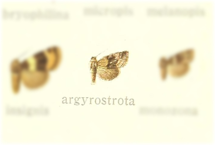 Eulocastra argyrostrota