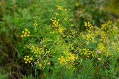 Bupleurum scorzonerifolium