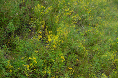 Bupleurum scorzonerifolium
