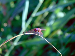 Trithemis annulata