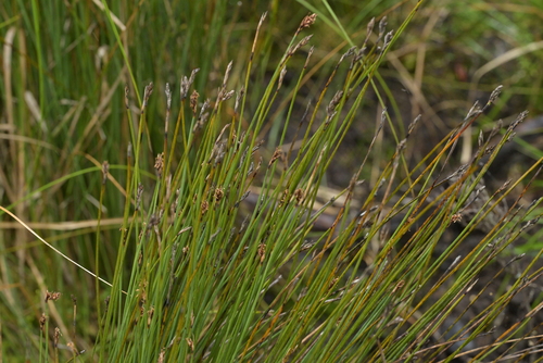 Image of Lepidosperma australe by (c) Christopher Stephens, some rights reserved (CC BY-SA)