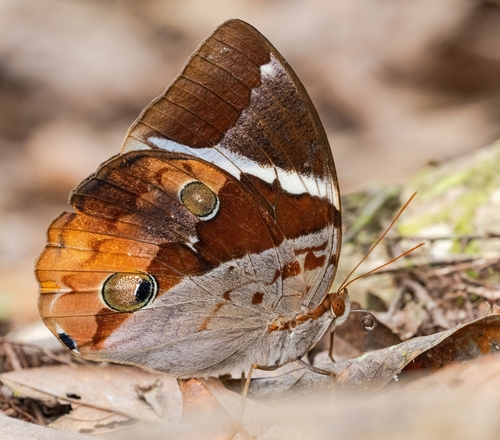 Thauria aliris Westwood, 1858