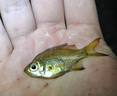 Macleayi's glassfish (Ambassis macleayi) — Ambassidae — 2