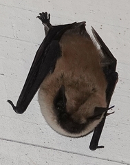 Myotis ciliolabrum