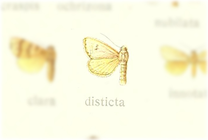 Mimasura disticta