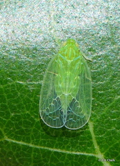 Kallitaxila granulata