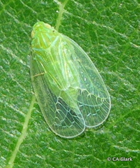 Kallitaxila granulata