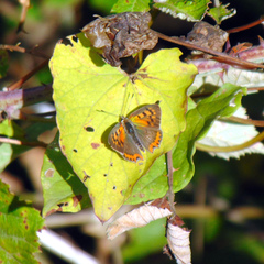 Lycaena phlaeas