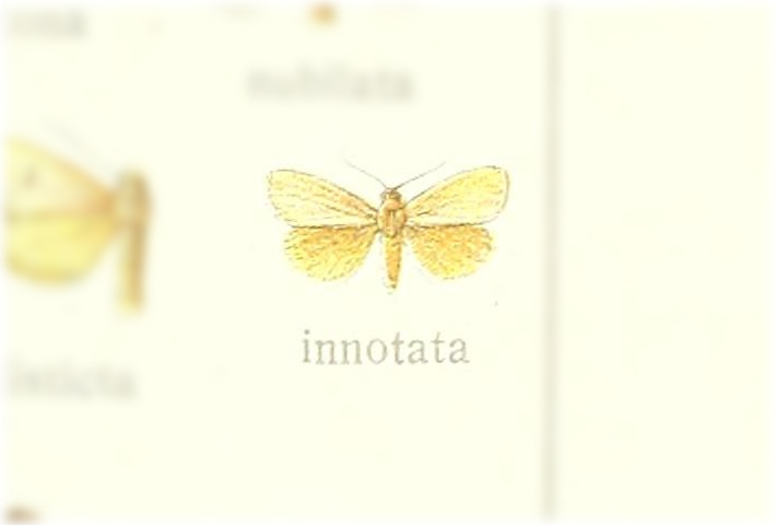 Mimasura innotata