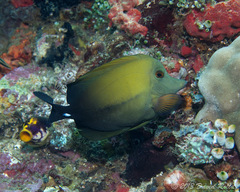 Zebrasoma scopas