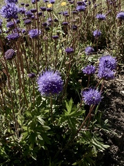 Jasione
