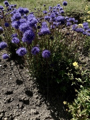Jasione