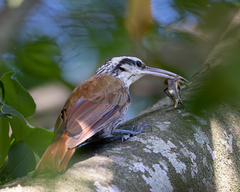 Narrow-Billed Woodcreeper photo 3