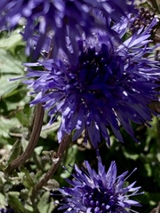 Jasione