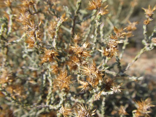 Image of Myrovernix intricata by (c) douglaseustonbrown, some rights reserved (CC BY-SA)