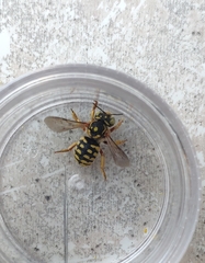 Anthidium loti