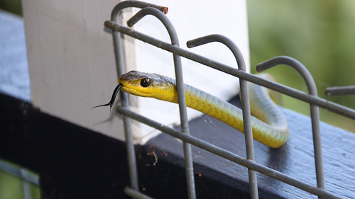 Common Tree Snake sighting