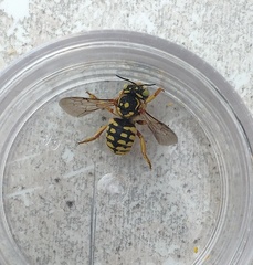 Anthidium loti