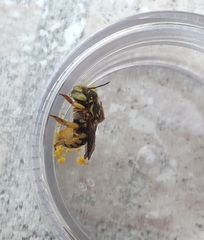 Anthidium loti