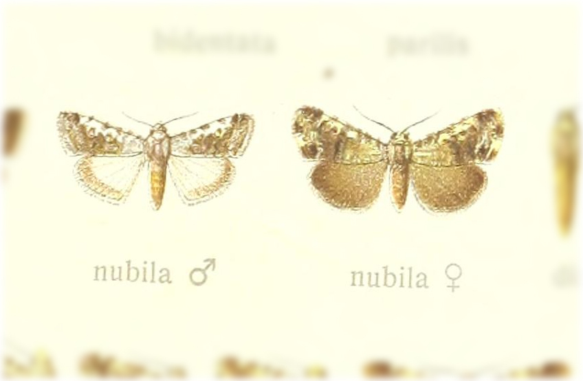 Emmelia nubila
