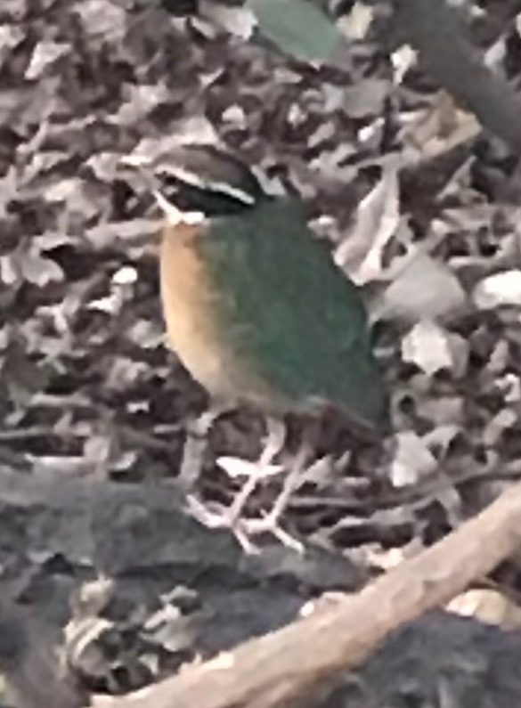 Indian Pitta