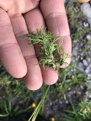 Poa alpina vivipara