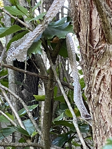 Common Tree Snake sighting