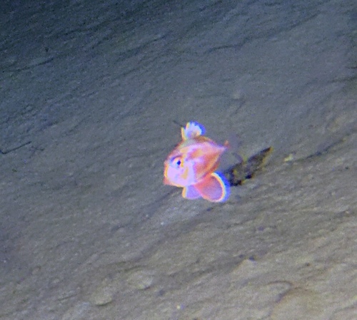 Rosy dory (Cyttopsis rosea) — Parazenidae — 3